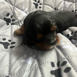 Boy4 - Black and tan male Cavalier King Charles Spaniel puppy in Morriston, Florida from Cutesy Cavaliers