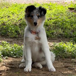 Diamond - Blue merle white and tan female Collie puppy in Carencro, Louisiana from Cajun Bayou's Collies LLC