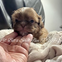 Vahn - Chocolate male Shih Tzu puppy in Walkertown, North Carolina from Lil’ Bit’s Shih Tzu