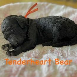 Tenderheart Bear- Orange Collar - Black male Goldendoodle puppy in Bay City, Texas from Charming Doods Goldendoodles