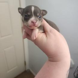 Tatum - Blue and tan female Chihuahua puppy in Ashtabula, Ohio from Paw's & Awe's Chihuahuas