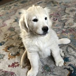 Golden Retriever Puppies from Brightside Goldens