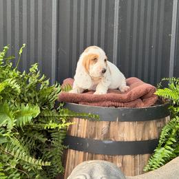Brown collar male - Lemon and white male Basset Hound puppy in Manchester, Tennessee from Middle TN Leopard Catahoulas and Middle TN Bassett Hounds