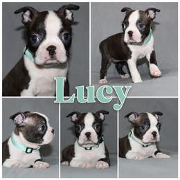 Lucy - Brindle and white female Boston Terrier puppy in Brooksville, Florida from I Love Pups