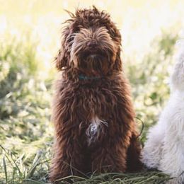 Australian Labradoodles from Oak Manor Australian Labradoodles LLC