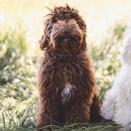 Australian Labradoodles from Oak Manor Australian Labradoodles LLC