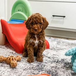 Salsa - Red female Cockapoo puppy in Beresford, South Dakota from DAKOTA DOOD RANCH
