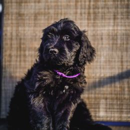 Eos - Black female Goldendoodle puppy in Portsmouth, Virginia from Hopping Howlers Ranch