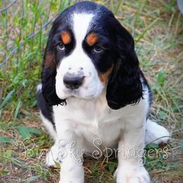 Girl 4 - Black white and tan female English Springer Spaniel puppy in Great Falls, Montana from Big Sky Springers