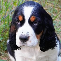Girl 4 - Black white and tan female English Springer Spaniel puppy in Great Falls, Montana from Big Sky Springers