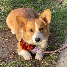 Daisy - Pembroke Welsh Corgi