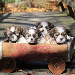 Companion Crosses from Barbara's Mal-Shi Puppies