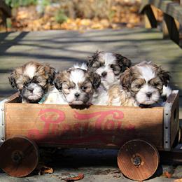 Companion Crosses from Barbara's Mal-Shi Puppies