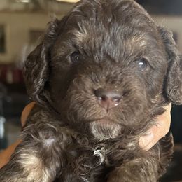 Jasmine 2 week old - Brown female Cockapoo puppy in Crawford, Colorado from Saddle Mountain Doodles