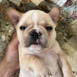 Cream boy - Cream male French Bulldog puppy in Nevis, Minnesota from Faithful Acres French Bulldogs