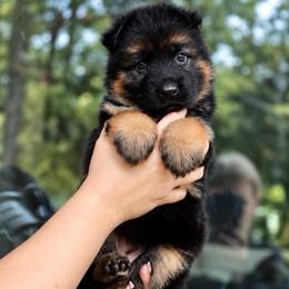 Alabama - Black and red female German Shepherd puppy in Canton, Texas from WILDWOOD GERMAN SHEPHERDS