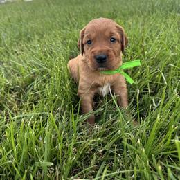 Boy 3 - male Golden Retriever puppy in Bristol, Tennessee from The Dogstead