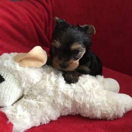 Yorkshire Terriers from Shining Star Yorkies