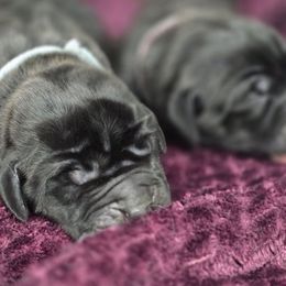 Mickey - Black male Great Dane puppy in Granby, Missouri from F5