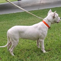 KRAKEN DE LA CITRA - White female Dogo Argentino puppy in Citra, Florida from De La Citra Dogo Argentino
