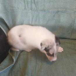 Smoke Ball - White male Collie puppy in St Stephens, Wyoming from Desert Kennels