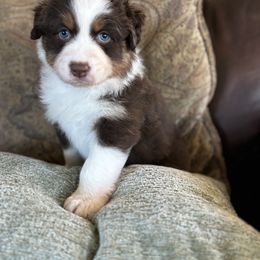 Marigold - Red tri-color female Australian Shepherd puppy in Creston, California from Copper Sky Aussies of the Cental Coast