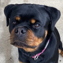 Rottweiler Puppies from Von Der Hing Rottweilers