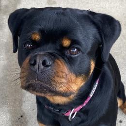 Rottweiler Puppies from Von Der Hing Rottweilers
