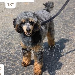 Rylo - Poodle