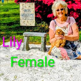 Lilly - Red  female Goldendoodle puppy in Weaverville, North Carolina from Beloved Goldendoodles, LLC.