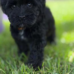 Gunner - Black male Australian Labradoodle puppy in Calhoun, Louisiana from Arrowhead Australian Labradoodles