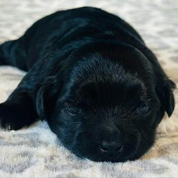 Pup 2 - Black and white male Shichon puppy in Grand Rapids, Michigan from Great Lakes Teddy Bear Dogs