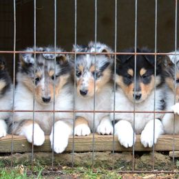 Collie Puppies from 'Twas Collies