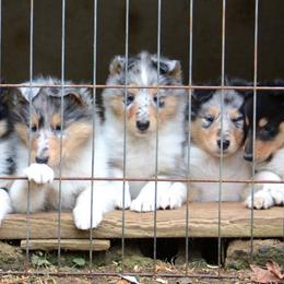 Collie Puppies from 'Twas Collies