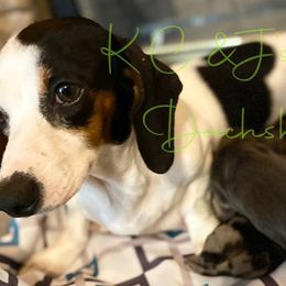 Bulldogs and Dachshunds from K.C. & J’s Mini Dachshunds and English Bulldogs