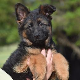 German Shepherd Puppies from Brittany Wilkins