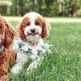 Tilly - Poodle