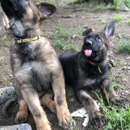 German Shepherd Puppies from Stacey’s German Shepherds