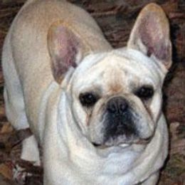 Honey Comb - French Bulldog