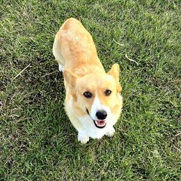 Pebbles - Pembroke Welsh Corgi