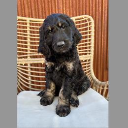 Glinda - Phantom female Goldendoodle puppy in New River, Arizona from Sonoran Standard Doodles
