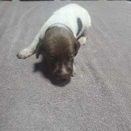 Freeze - Liver roan male German Shorthaired Pointer puppy in Osceola, Missouri from Bird Dog Ranch