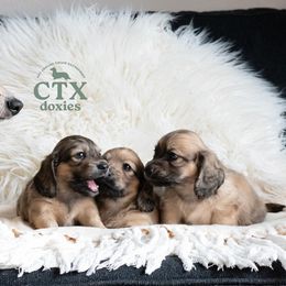 Dachshund Puppies from CTX Doxies