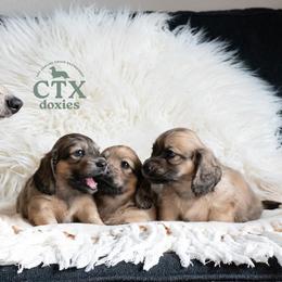 Dachshund Puppies from CTX Doxies