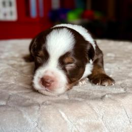 Patrick - Red tri male Miniature Australian Shepherd puppy in Buchanan, Georgia from Stanleyville Farm Mini Aussies