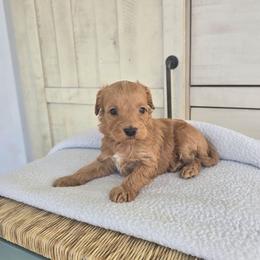 Evander - Red male Cavapoo puppy in Floyd, Virginia from Hearts and Paws Poodles and Doodles