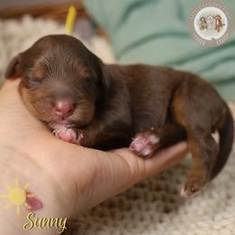Sunny - Brown female Bernedoodle puppy in Fort Myers, Florida from Little Golden Farm