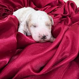 Ice - Parti male Goldendoodle puppy in Cherry Tree, Pennsylvania from Plum Creek Acres Next Generation
