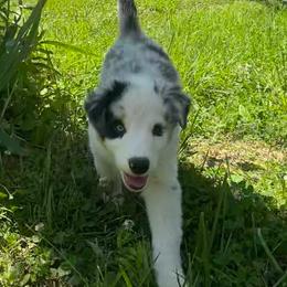 Alejandro - Blue merle male Australian Shepherd puppy in Lynnville, Indiana from Moonlightaussies