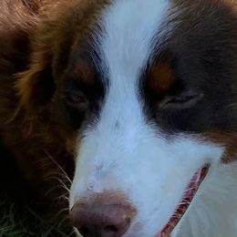 Australian Shepherds from Stockton Family Farm